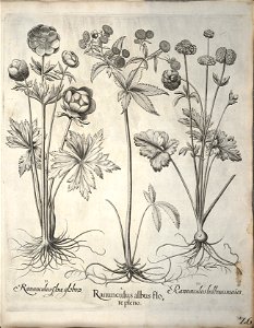 Hortus Eystettensis, 1640 (BHL 45339 037) - Classis Verna 26