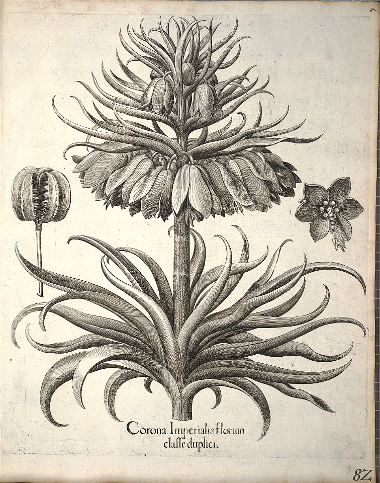 Hortus Eystettensis, 1640 (BHL 45339 093) - Classis Verna 82