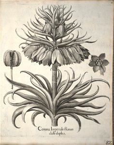 Hortus Eystettensis, 1640 (BHL 45339 093) - Classis Verna 82