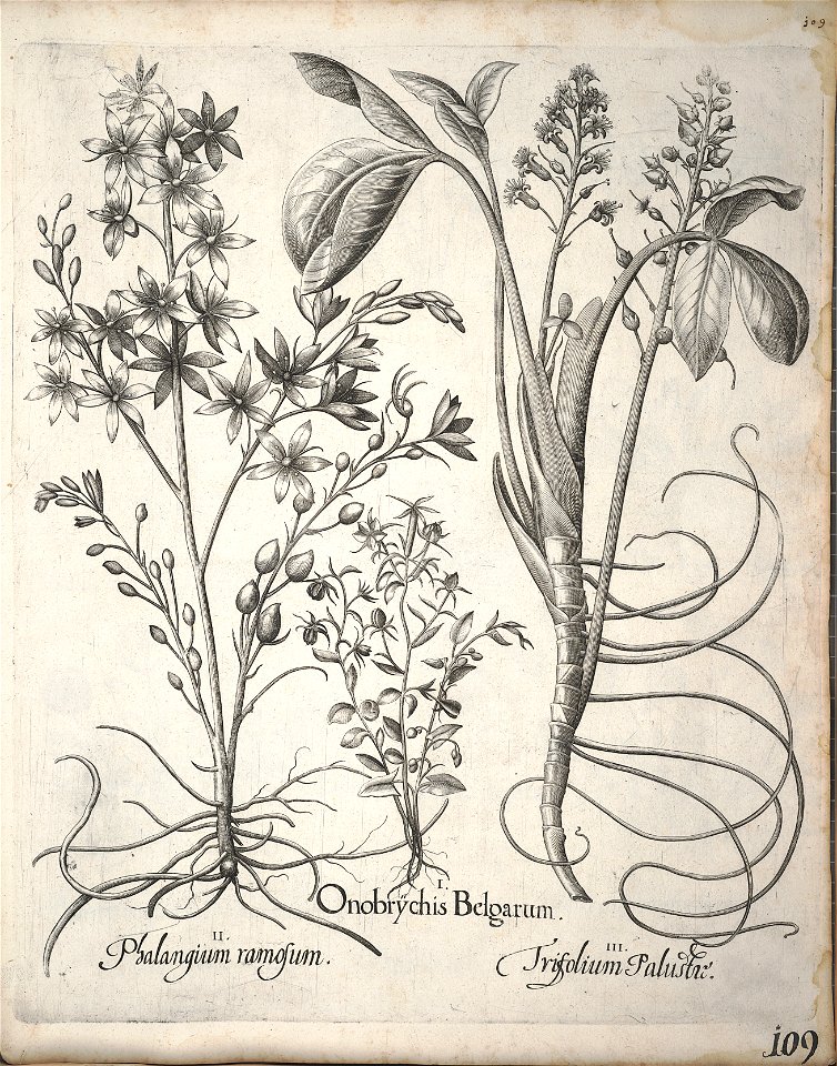 Hortus Eystettensis, 1640 (BHL 45339 120) - Classis Verna 109