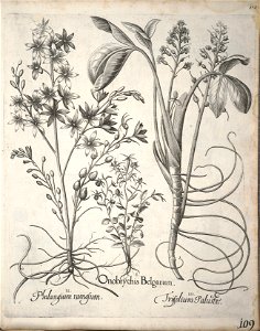 Hortus Eystettensis, 1640 (BHL 45339 120) - Classis Verna 109