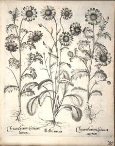 Hortus Eystettensis, 1640 (BHL 45339 227) - Classis Aestiva 75