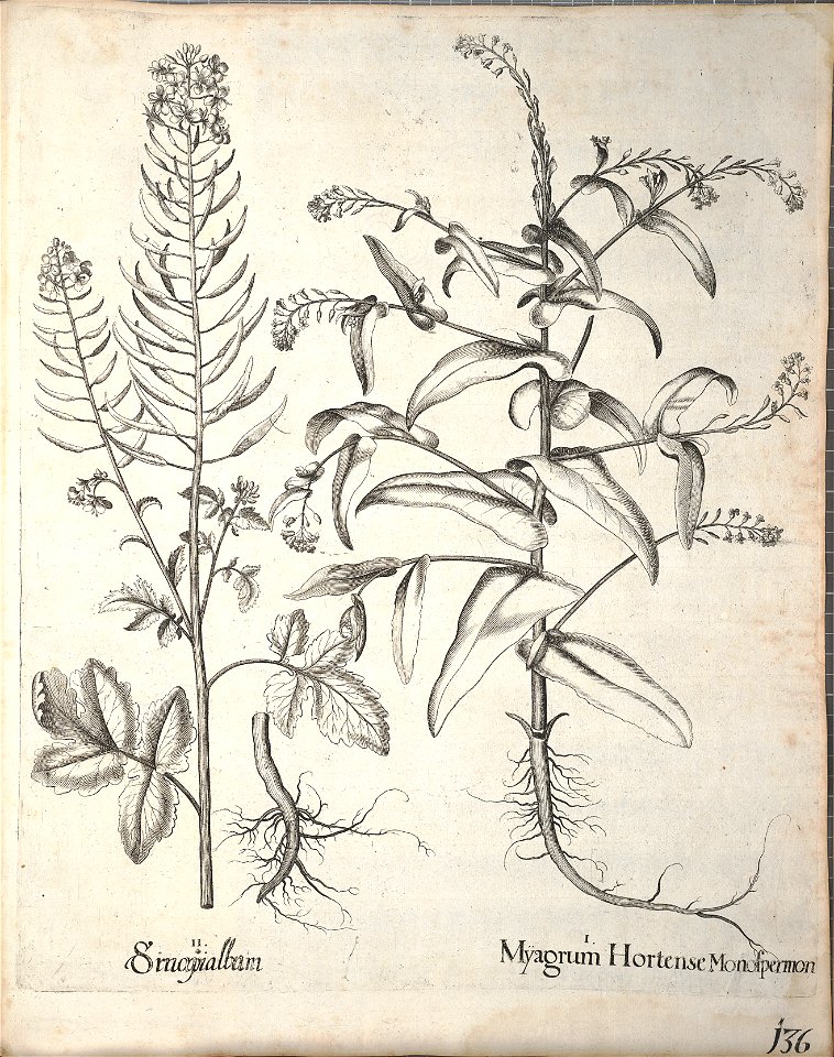 Hortus Eystettensis, 1640 (BHL 45339 288) - Classis Aestiva 136