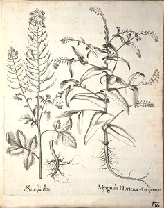 Hortus Eystettensis, 1640 (BHL 45339 288) - Classis Aestiva 136