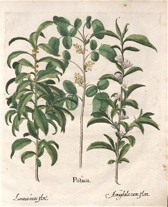 Hortus Eystettensis, 1613 (KU 2894-1 037) -Verna,0,6