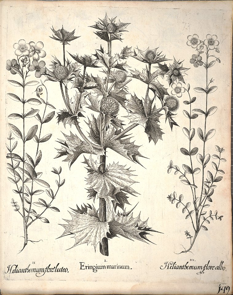 Hortus Eystettensis, 1640 (BHL 45339 301) - Classis Aestiva 149