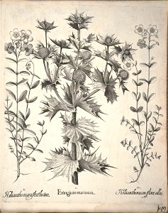 Hortus Eystettensis, 1640 (BHL 45339 301) - Classis Aestiva 149