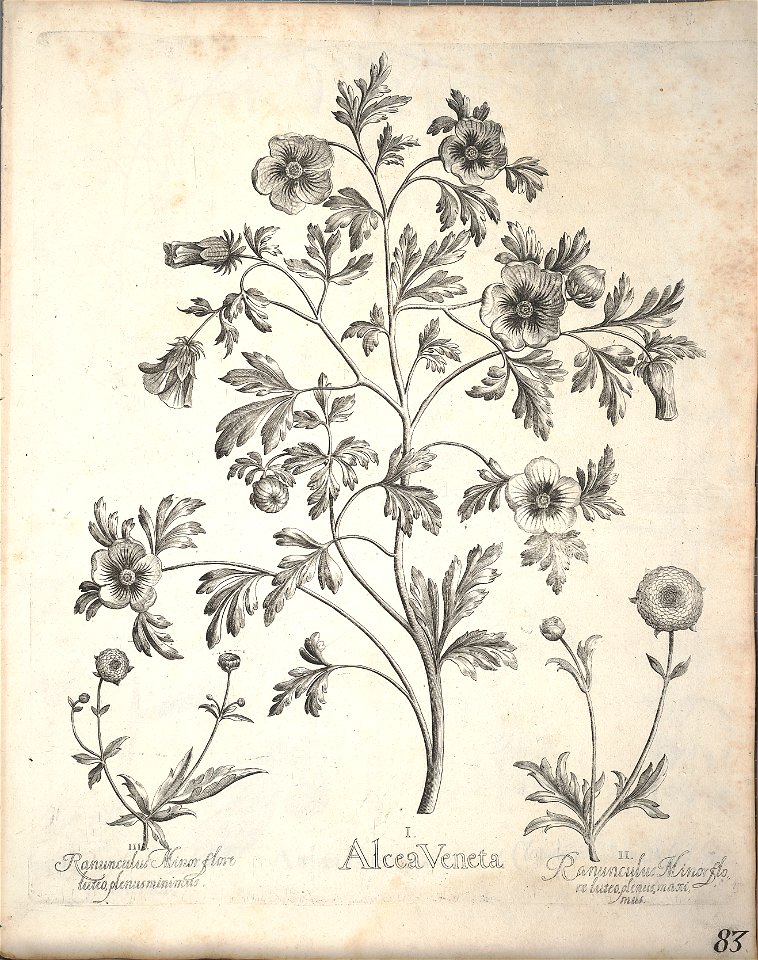 Hortus Eystettensis, 1640 (BHL 45339 235) - Classis Aestiva 83