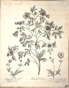Hortus Eystettensis, 1640 (BHL 45339 235) - Classis Aestiva 83