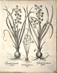 Hortus Eystettensis, 1640 (BHL 45339 049) - Classis Verna 38