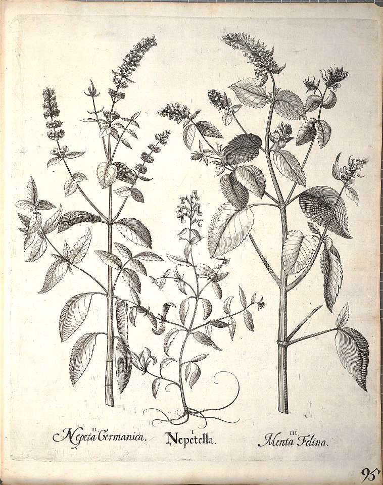 Hortus Eystettensis, 1640 (BHL 45339 247) - Classis Aestiva 95