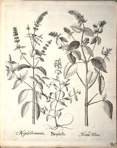 Hortus Eystettensis, 1640 (BHL 45339 247) - Classis Aestiva 95