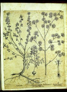 Hortus Eystettensis, Vorzeichnungen (MS 2370 2952863) -Hyberna,1,7