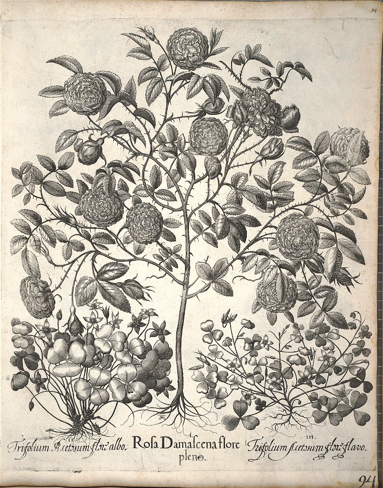 Hortus Eystettensis, 1640 (BHL 45339 105) - Classis Verna 94