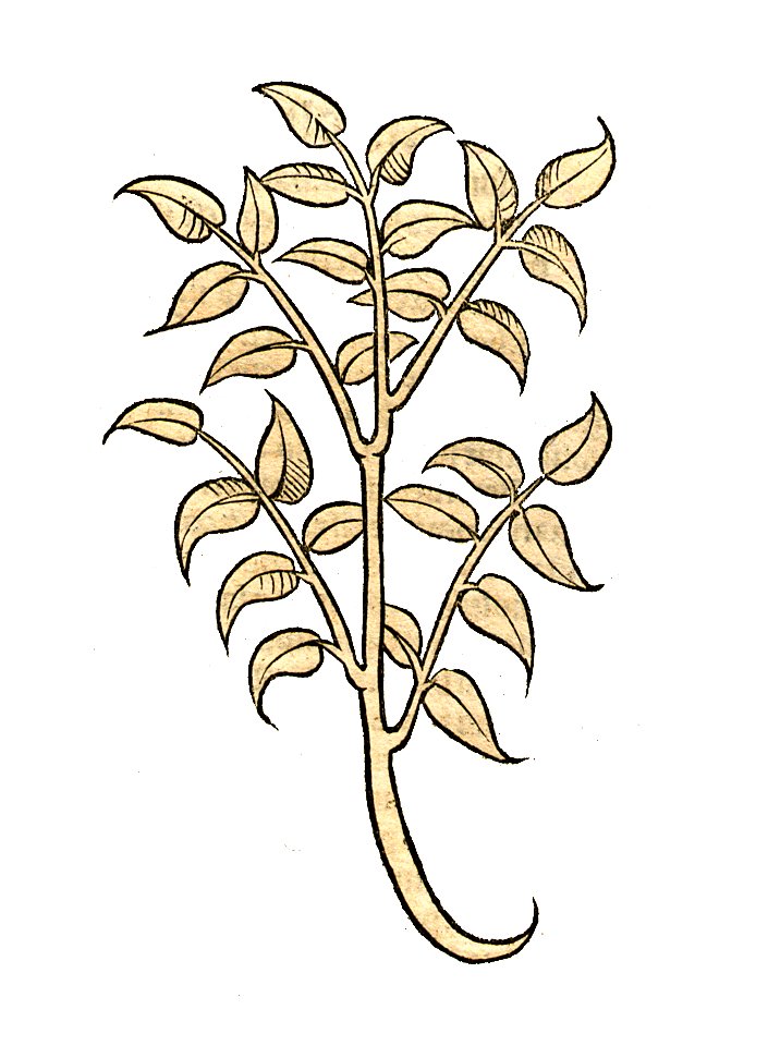 Hortus lingua avis1