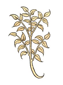 Hortus lingua avis1