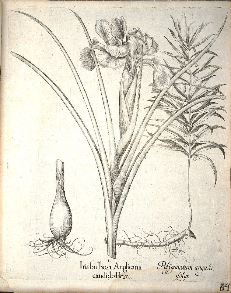Hortus Eystettensis, 1640 (BHL 45339 216) - Classis Aestiva 64
