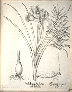 Hortus Eystettensis, 1640 (BHL 45339 216) - Classis Aestiva 64