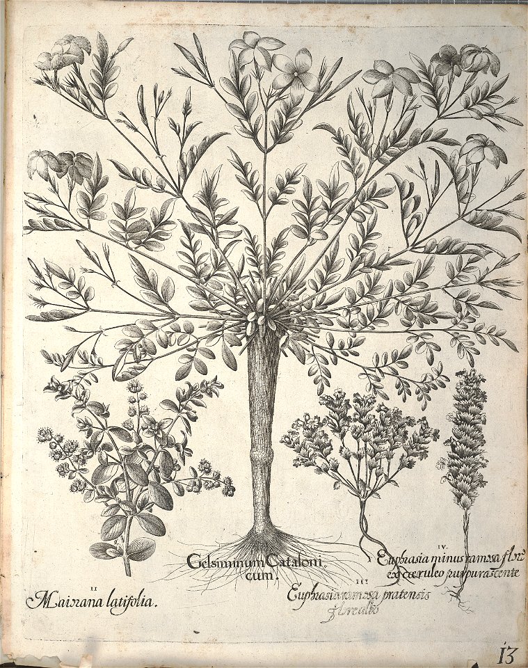 Hortus Eystettensis, 1640 (BHL 45339 165) - Classis Aestiva 13
