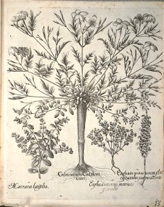Hortus Eystettensis, 1640 (BHL 45339 165) - Classis Aestiva 13