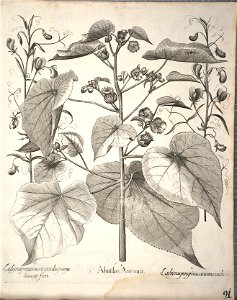Hortus Eystettensis, 1640 (BHL 45339 243) - Classis Aestiva 91