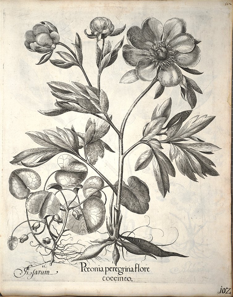 Hortus Eystettensis, 1640 (BHL 45339 113) - Classis Verna 102