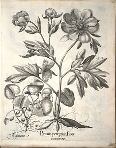 Hortus Eystettensis, 1640 (BHL 45339 113) - Classis Verna 102