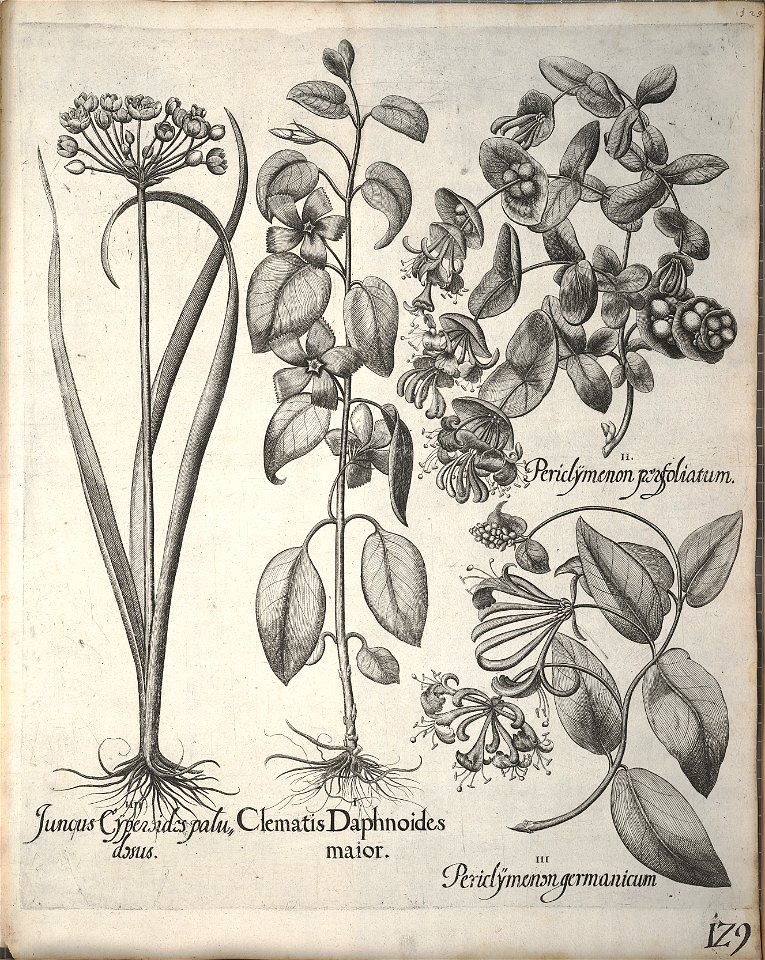 Hortus Eystettensis, 1640 (BHL 45339 140) - Classis Verna 129