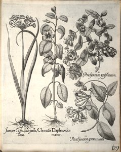 Hortus Eystettensis, 1640 (BHL 45339 140) - Classis Verna 129