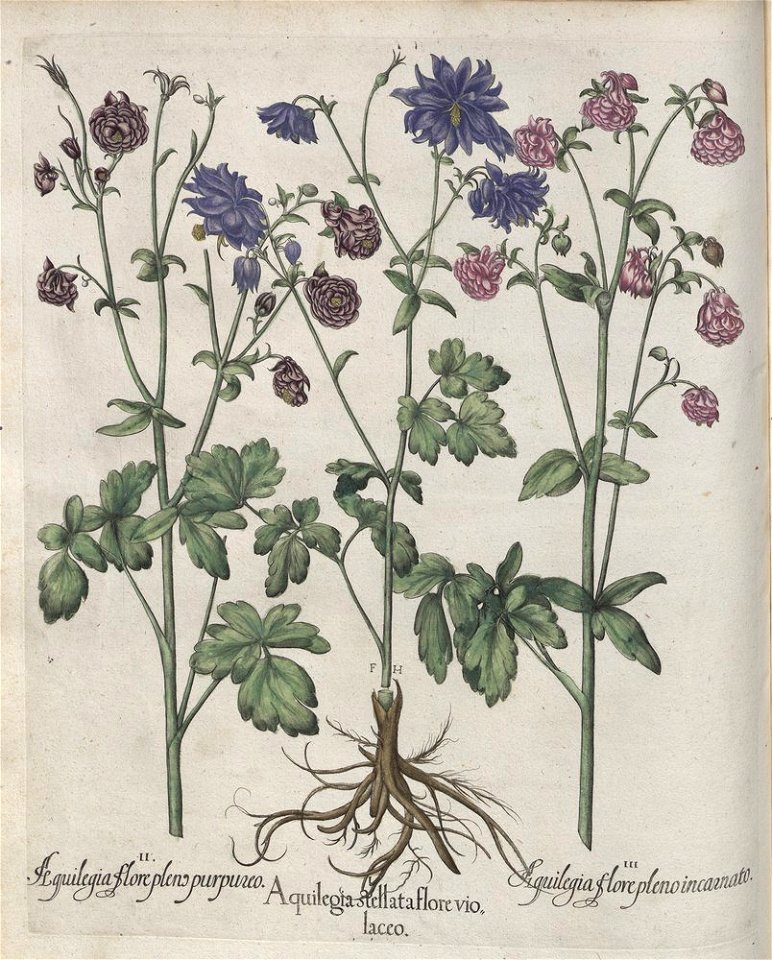 Hortus Eystettensis, 1613 (KU 2894-2 112) -Aestiva,2,7