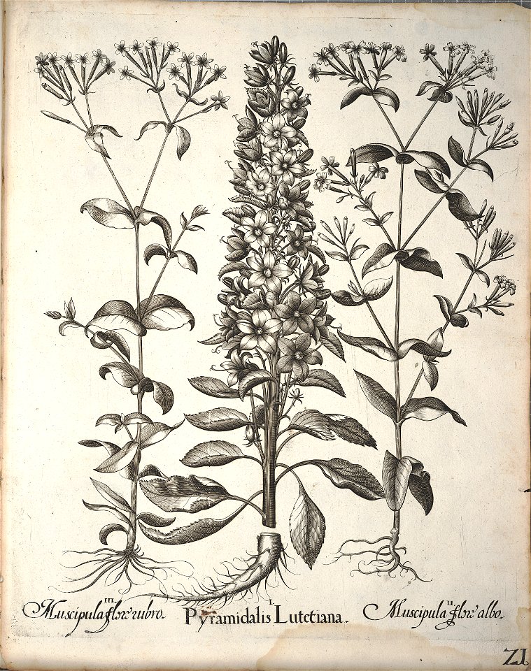 Hortus Eystettensis, 1640 (BHL 45339 173) - Classis Aestiva 21