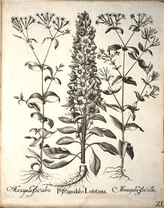 Hortus Eystettensis, 1640 (BHL 45339 173) - Classis Aestiva 21