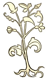 Hortus Volubilis