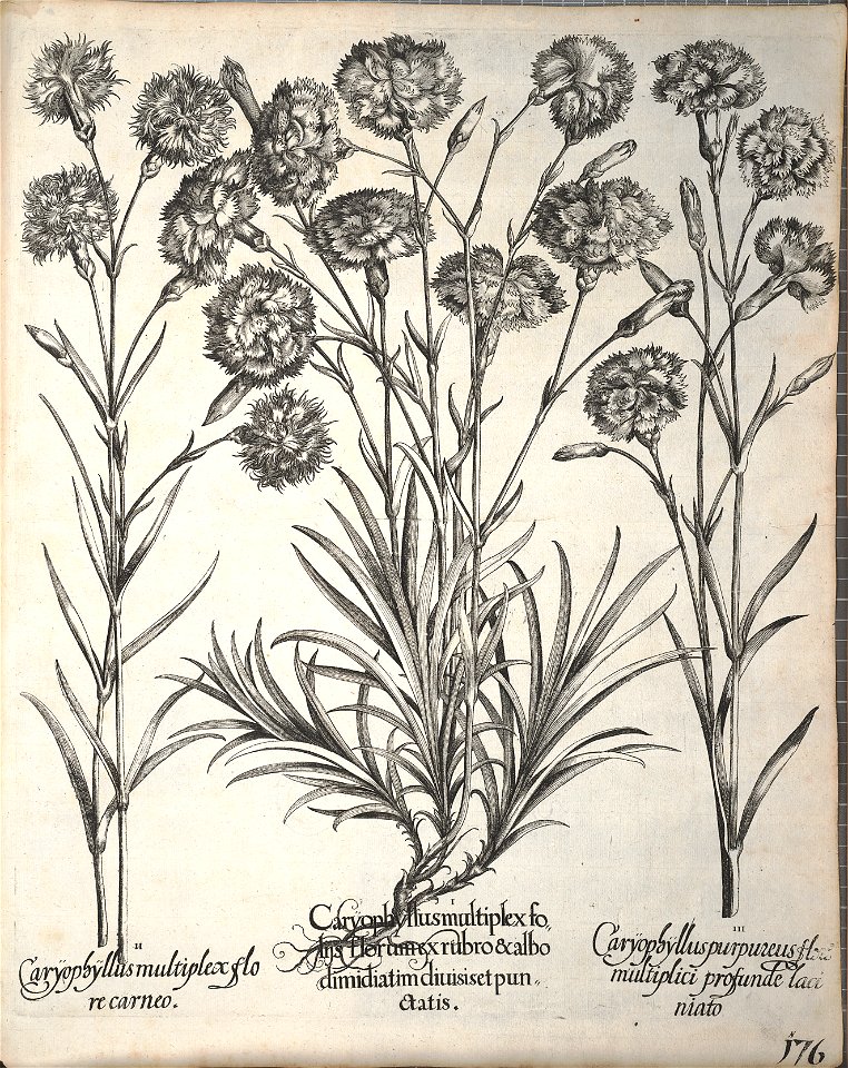 Hortus Eystettensis, 1640 (BHL 45339 328) - Classis Aestiva 176