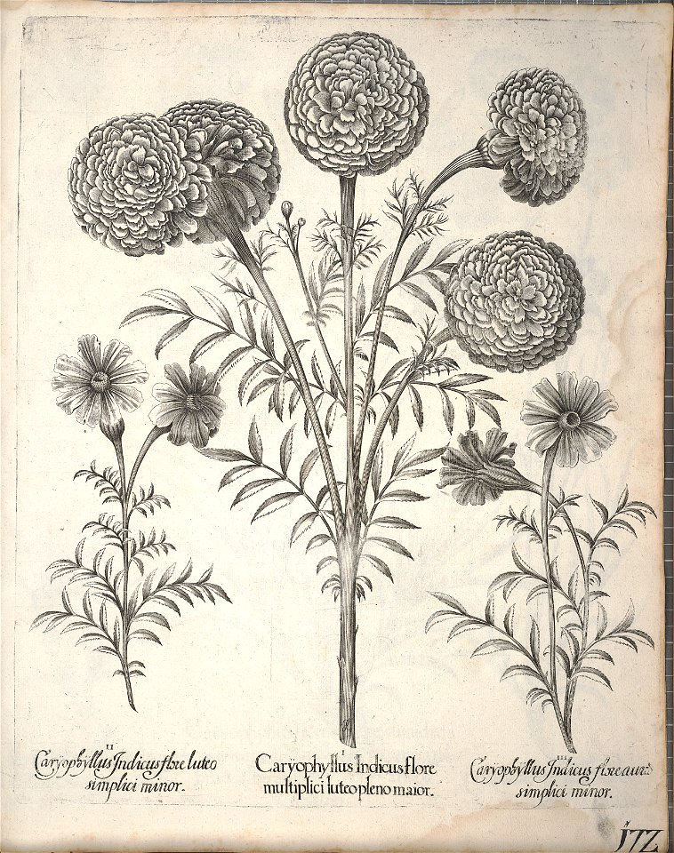 Hortus Eystettensis, 1640 (BHL 45339 324) - Classis Aestiva 172