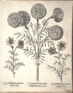 Hortus Eystettensis, 1640 (BHL 45339 324) - Classis Aestiva 172