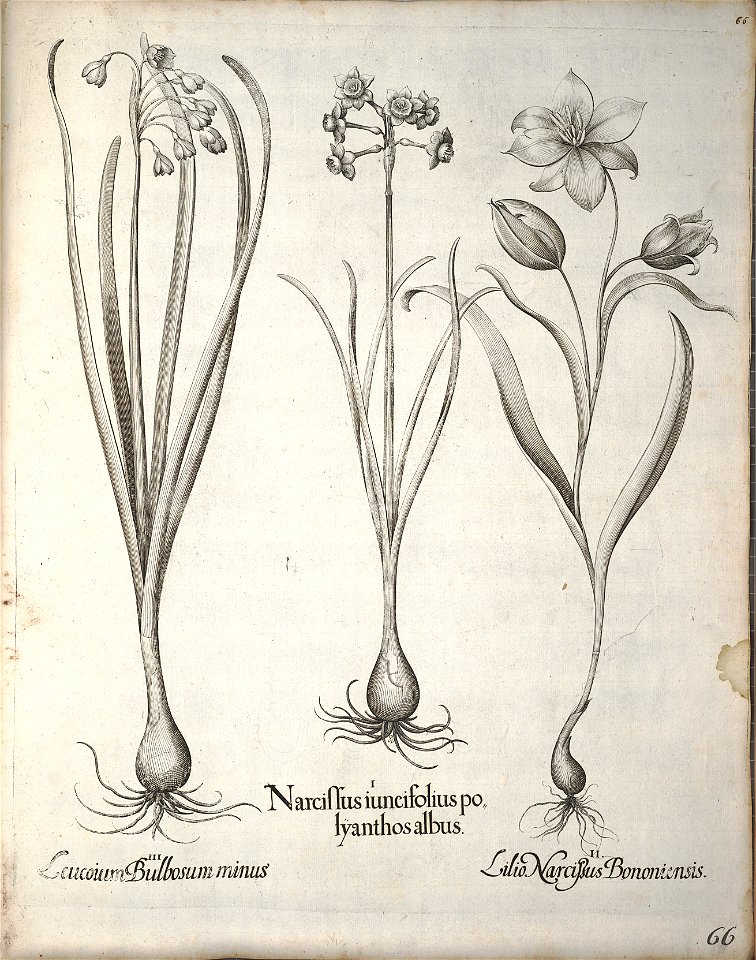 Hortus Eystettensis, 1640 (BHL 45339 077) - Classis Verna 66