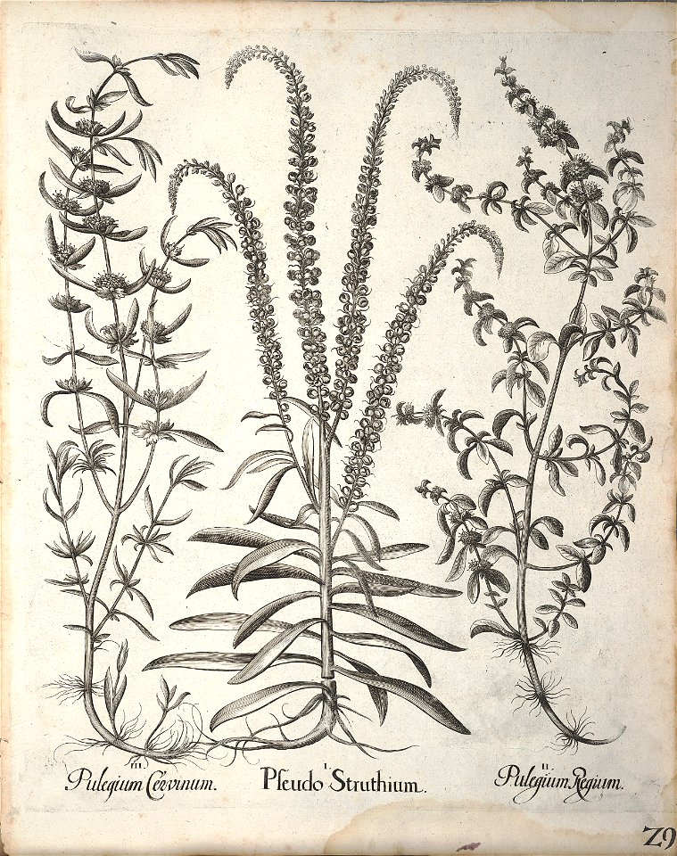 Hortus Eystettensis, 1640 (BHL 45339 181) - Classis Aestiva 29