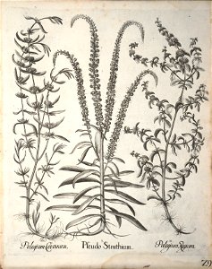 Hortus Eystettensis, 1640 (BHL 45339 181) - Classis Aestiva 29