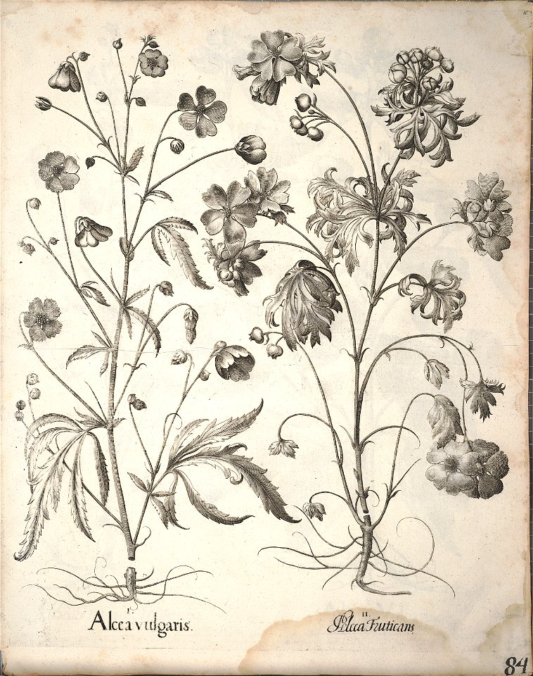 Hortus Eystettensis, 1640 (BHL 45339 236) - Classis Aestiva 84