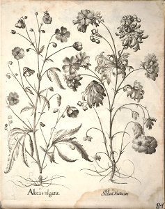 Hortus Eystettensis, 1640 (BHL 45339 236) - Classis Aestiva 84