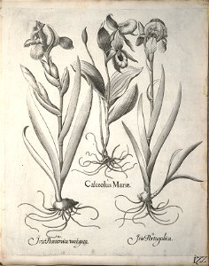 Hortus Eystettensis, 1640 (BHL 45339 133) - Classis Verna 122
