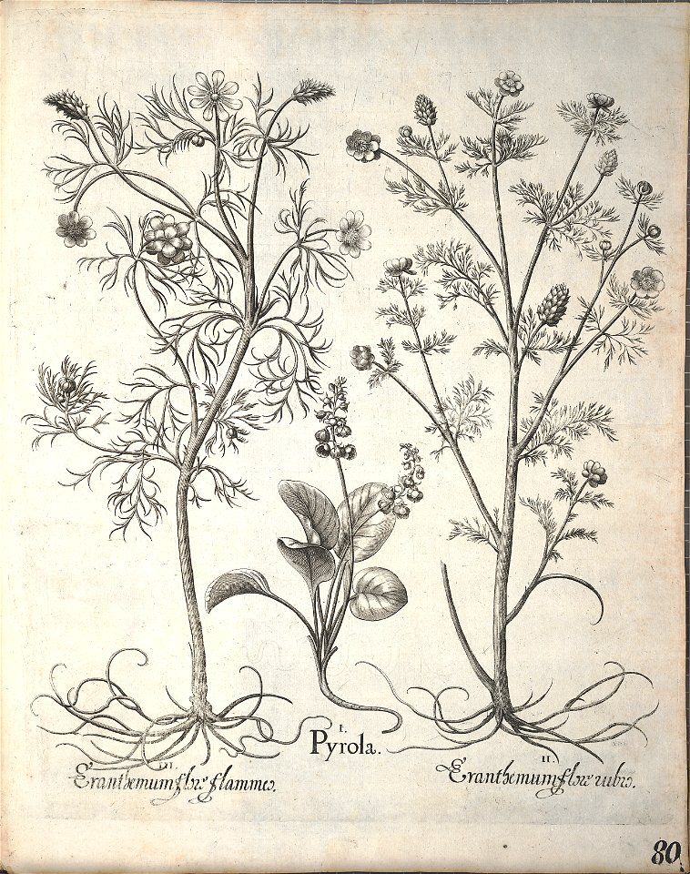 Hortus Eystettensis, 1640 (BHL 45339 232) - Classis Aestiva 80