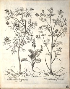 Hortus Eystettensis, 1640 (BHL 45339 232) - Classis Aestiva 80