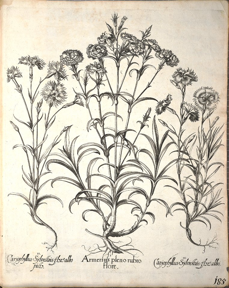 Hortus Eystettensis, 1640 (BHL 45339 337) - Classis Aestiva 185