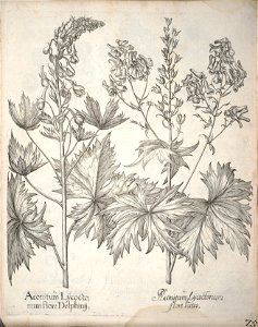 Hortus Eystettensis, 1640 (BHL 45339 177) - Classis Aestiva 25