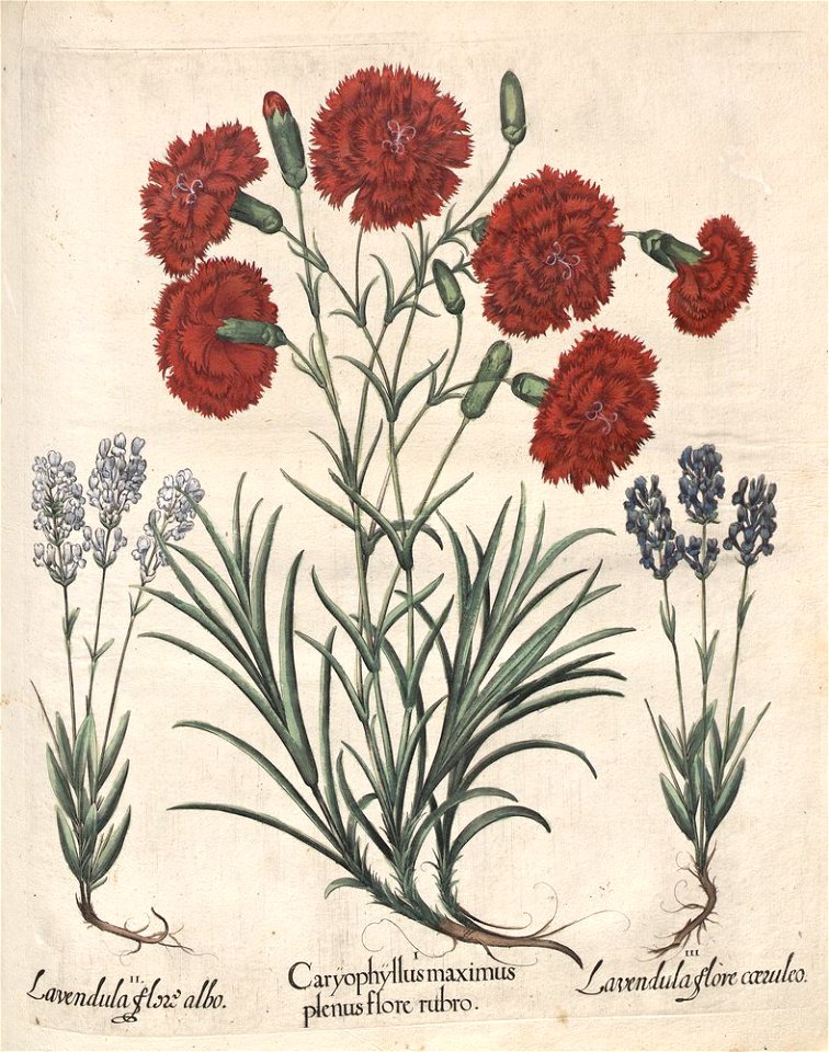 Hortus Eystettensis, 1613 (KU 2894-3 149) -Aestiva,14,6