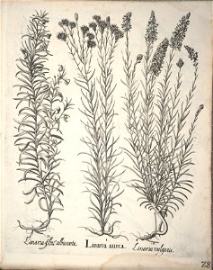 Hortus Eystettensis, 1640 (BHL 45339 180) - Classis Aestiva 28