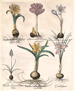 Hortus Eystettensis, 1613 (KU 2894-3 286) -Autumnalis,3,5