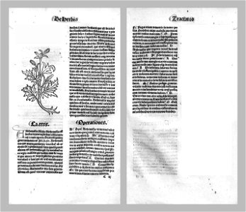Hortus Arthemisia2